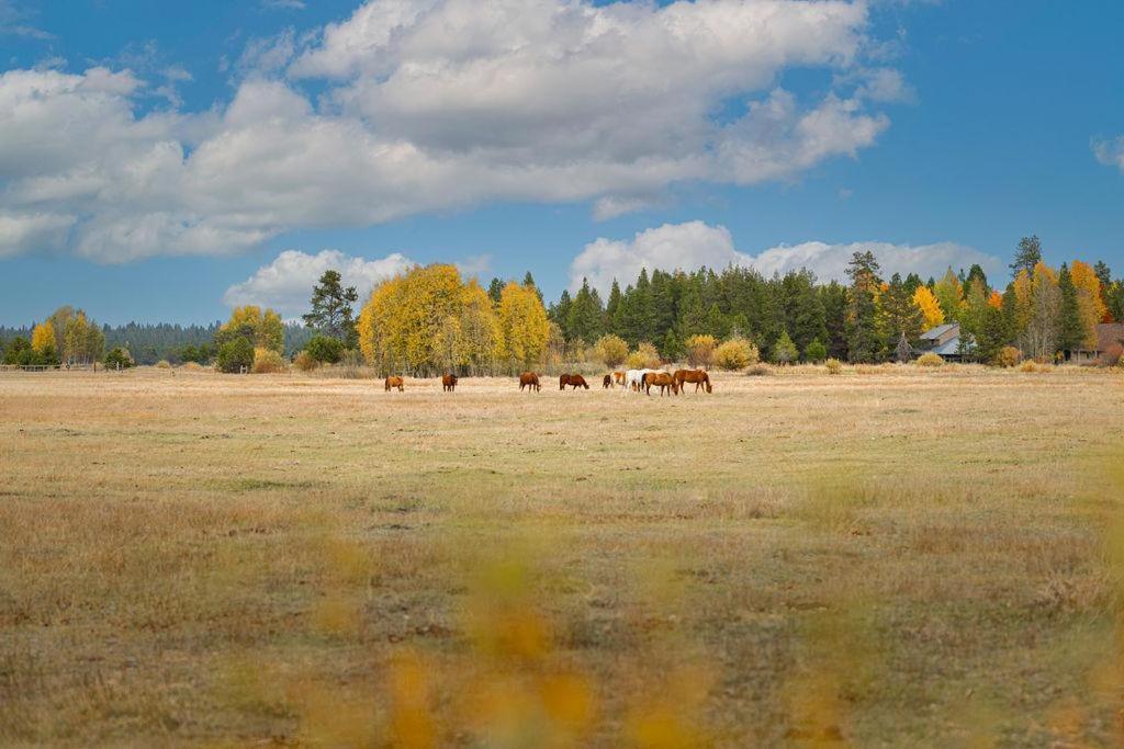 Coyote - Unit 9 * Sunriver